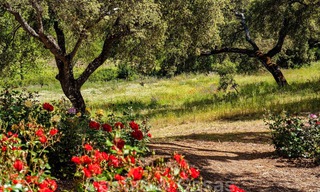Wijngaard – landgoed met een villa in een moderne stijl te koop nabij Ronda in Andalusië 33824 